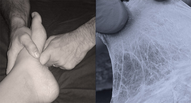 Fascia: le tissu conjonctif